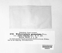 Tubercularia granulata image